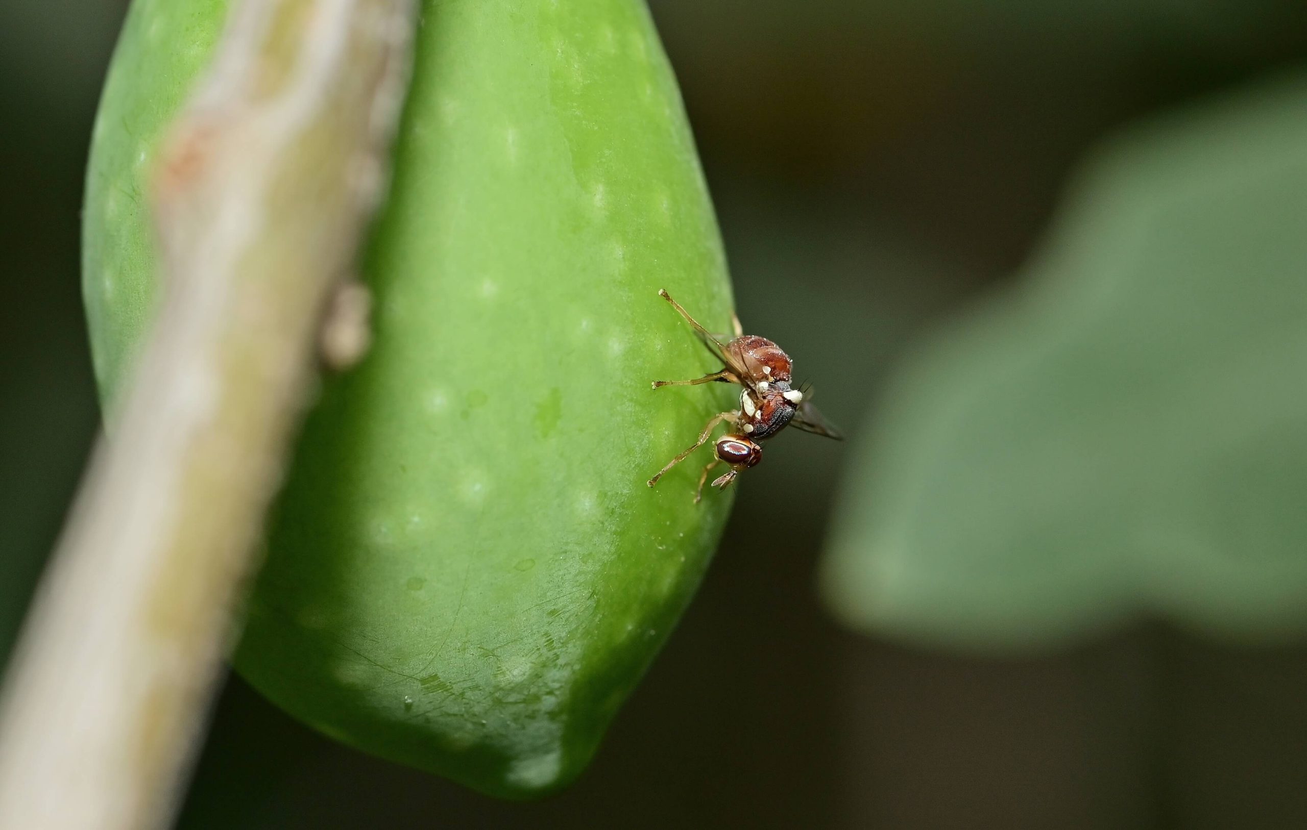 Mosca de la fruta